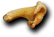 Le Comptoir de l'inde