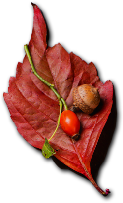 Le Comptoir de l'inde