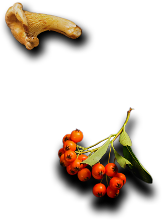 Le Comptoir de l'inde